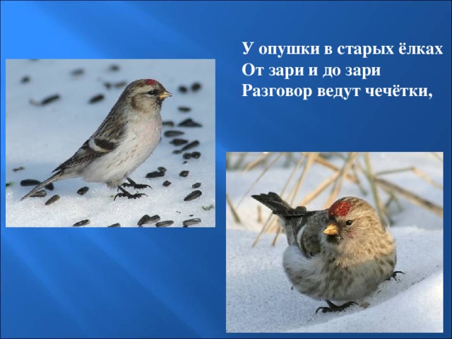 У опушки в старых ёлках От зари и до зари Разговор ведут чечётки, 