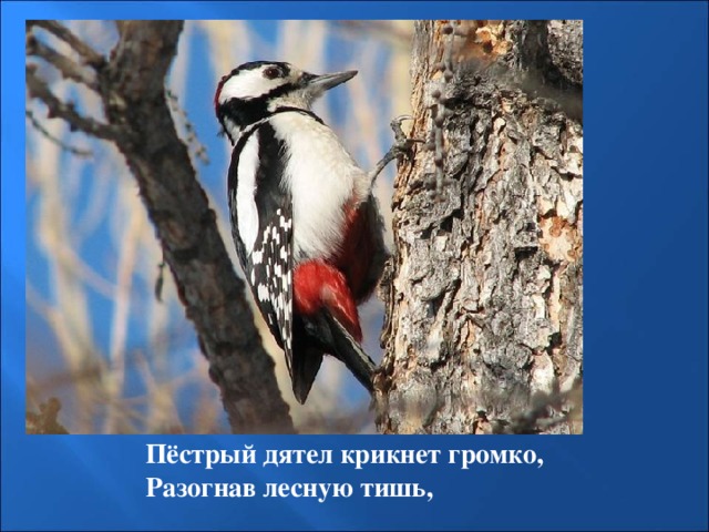 Пёстрый дятел крикнет громко, Разогнав лесную тишь, 