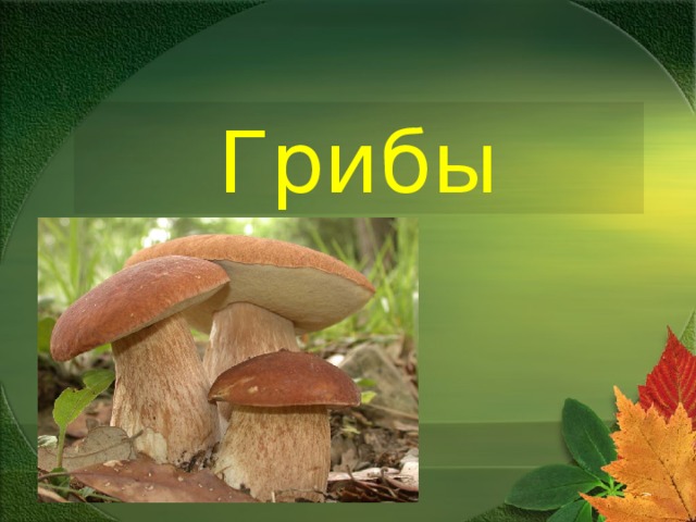 Грибы 