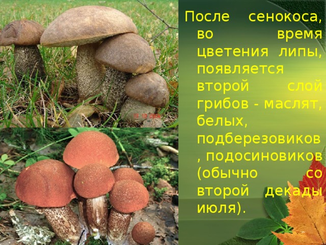 После сенокоса, во время цветения липы, появляется второй слой грибов - маслят, белых, подберезовиков, подосиновиков (обычно со второй декады июля). 