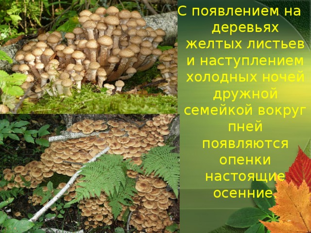 С появлением на деревьях желтых листьев и наступлением холодных ночей дружной семейкой вокруг пней появляются опенки настоящие осенние. 