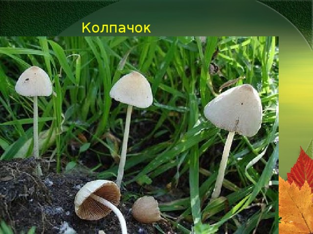Колпачок белый 