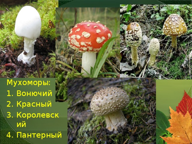 Мухоморы: Вонючий Красный Королевский Пантерный 