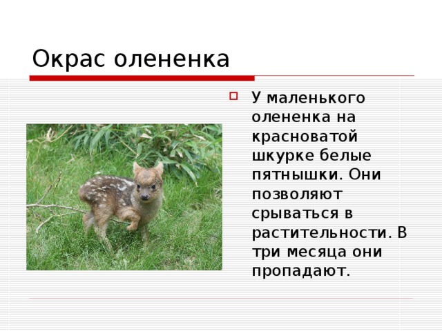 У маленького олененка на красноватой шкурке белые пятнышки. Они позволяют срываться в растительности. В три месяца они пропадают. 