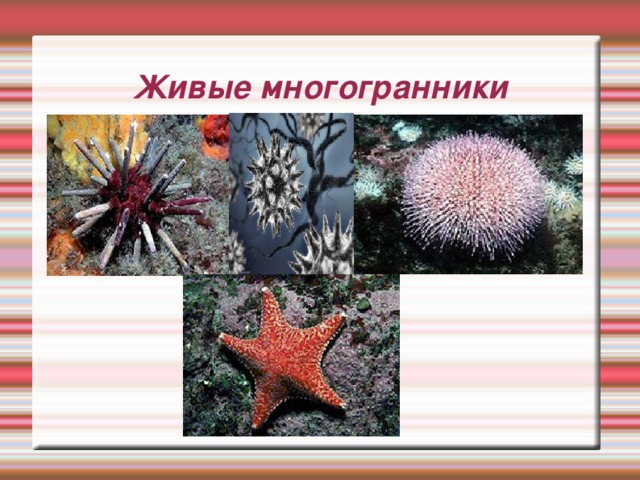 Живые многогранники 