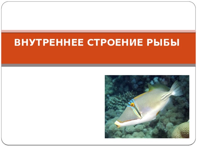 ВНУТРЕННЕЕ СТРОЕНИЕ РЫБЫ   