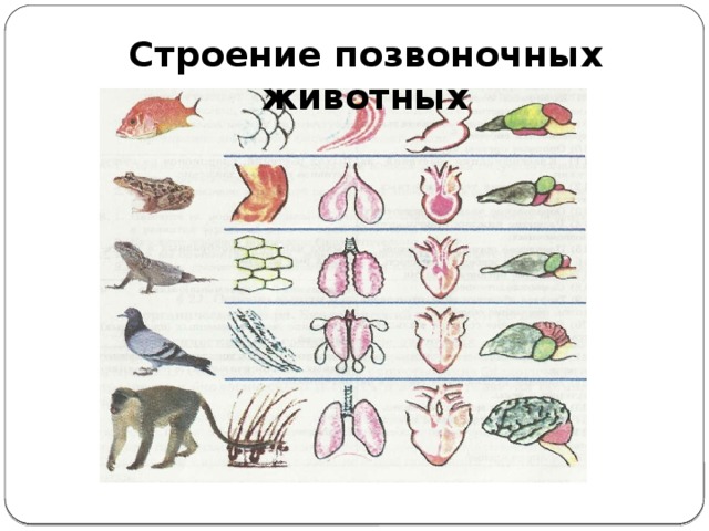 Строение позвоночных животных Строение позвоночных животных  