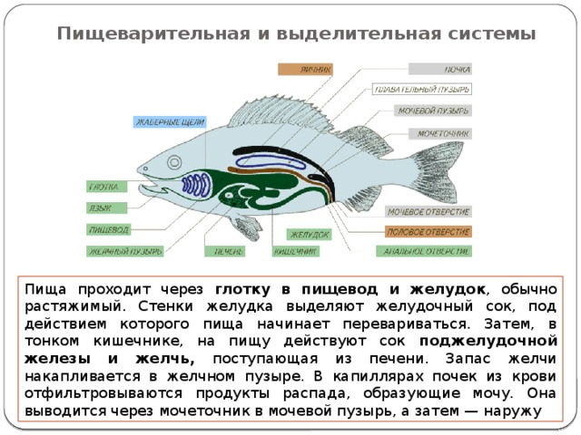 Пищеварительная и выделительная системы   Пища проходит через глотку в пищевод и желудок , обычно растяжимый. Стенки желудка выделяют желудочный сок, под действием которого пища начинает перевариваться. Затем, в тонком кишечнике, на пищу действуют сок поджелудочной железы и желчь, поступающая из печени. Запас желчи накапливается в желчном пузыре. В капиллярах почек из крови отфильтровываются продукты распада, образующие мочу. Она выводится через мочеточник в мочевой пузырь, а затем — наружу  