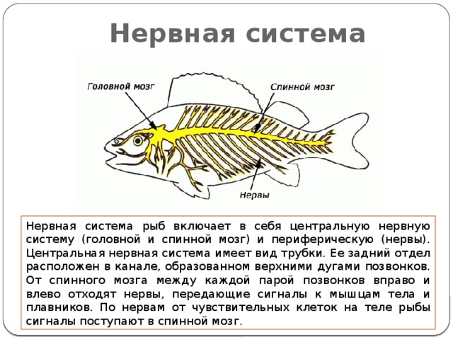 Нервная система Нервная система рыб включает в себя центральную нервную систему (головной и спинной мозг) и периферическую (нервы). Центральная нервная система имеет вид трубки. Ее задний отдел расположен в канале, образованном верхними дугами позвонков. От спинного мозга между каждой парой позвонков вправо и влево отходят нервы, передающие сигналы к мышцам тела и плавников. По нервам от чувствительных клеток на теле рыбы сигналы поступают в спинной мозг. 