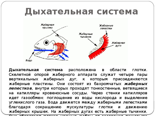 Дыхательная система Дыхательная система расположена в области глотки. Скелетной опорой жаберного аппарата служат четыре пары вертикальных жаберных дуг, к которым присоединяются жаберные пластины. Они состоят из бахромчатых жаберных лепестков , внутри которых проходят тонкостенные, ветвящиеся на капилляры кровеносные сосуды. Через стенки капилляров идет газообмен: поглощение из воды кислорода и выделение углекислого газа. Вода движется между жаберными лепестками благодаря сокращению мускулатуры глотки и движению жаберных крышек. На жаберных дугах есть жаберные тычинки. Они оберегают мягкие нежные жабры от засорения пищевыми частицами. 