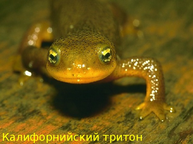 Калифорнийский тритон  