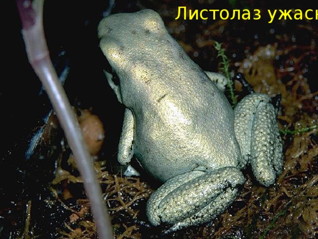 Листолаз ужасный  