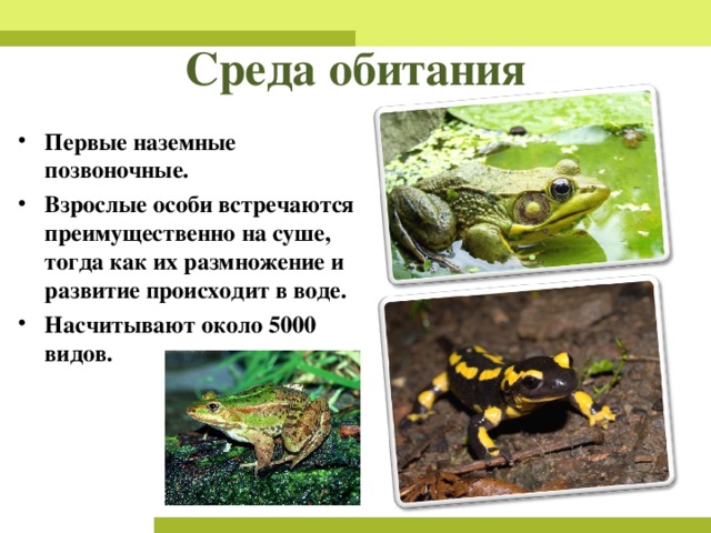 Среда обитания Первые наземные позвоночные. Взрослые особи встречаются преимущественно на суше, тогда как их размножение и развитие происходит в воде. Насчитывают около 5000 видов.   