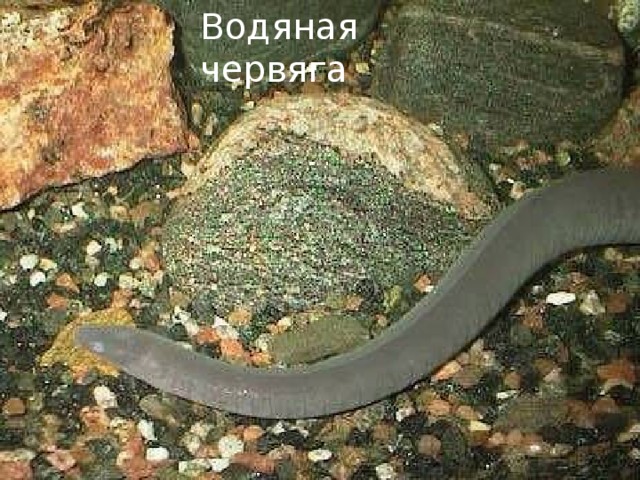 Водяная червяга   