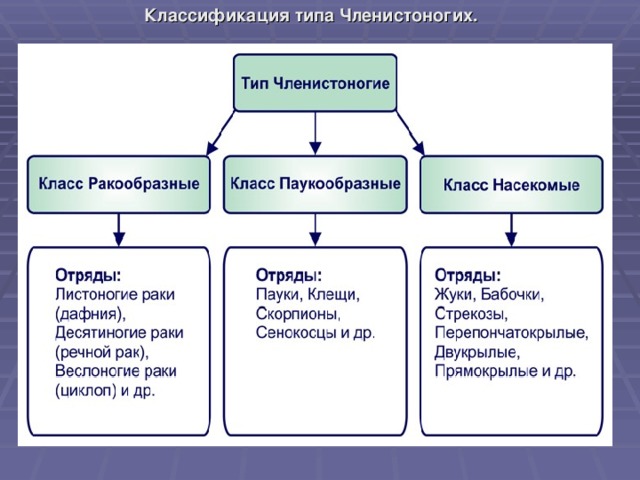  Классификация типа Членистоногих.  