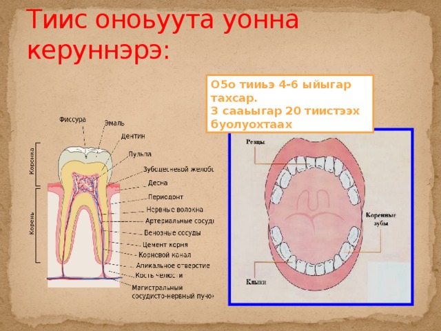Тиис оноьуута уонна керуннэрэ: О5о тииьэ 4-6 ыйыгар тахсар. 3 сааьыгар 20 тиистээх буолуохтаах 