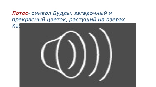 Лотос - символ Будды, загадочный и прекрасный цветок, растущий на озерах Хабаровского края 