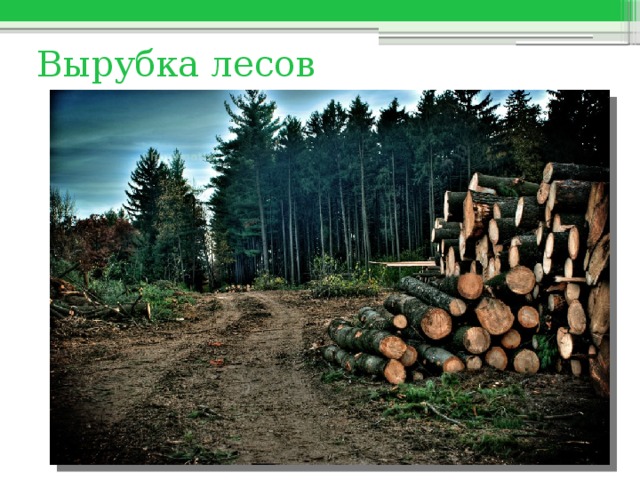 Вырубка лесов 