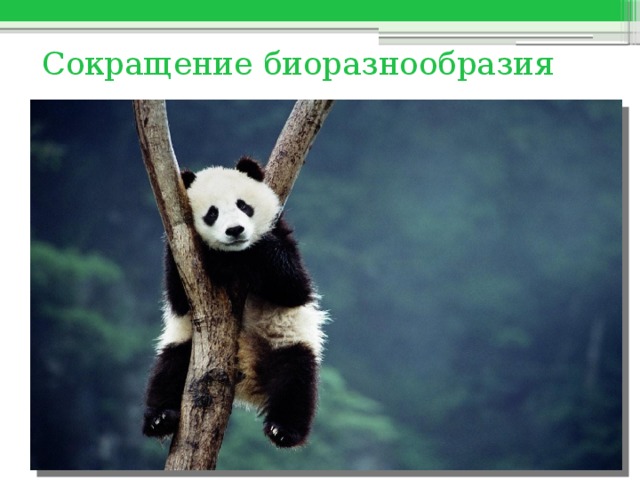 Сокращение биоразнообразия 