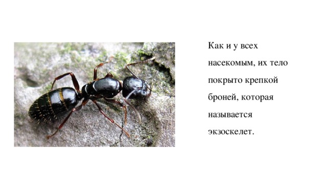 Как и у всех насекомым, их тело покрыто крепкой броней, которая называется экзоскелет. 