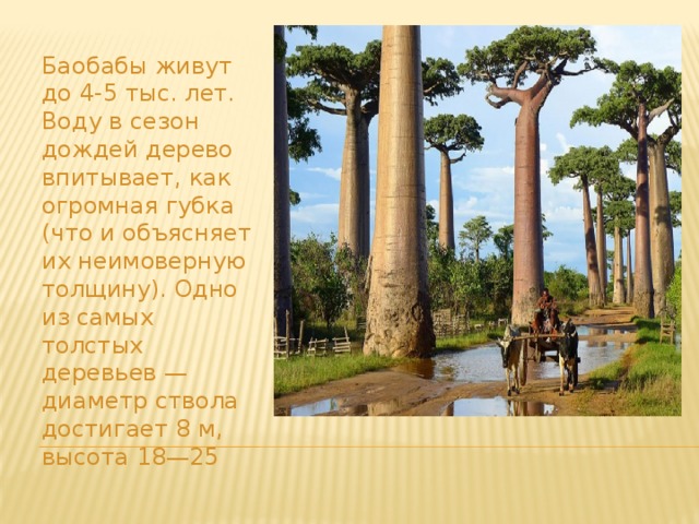 Баобабы живут до 4-5 тыс. лет. Воду в сезон дождей дерево впитывает, как огромная губка (что и объясняет их неимоверную толщину). Одно из самых толстых деревьев — диаметр ствола достигает 8 м, высота 18—25    