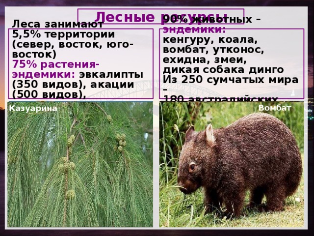 Лесные ресурсы   Леса занимают 90% животных – эндемики: 5,5% территории кенгуру, коала, вомбат, утконос, ехидна, змеи, (север, восток, юго-восток) дикая собака динго 75% растения-эндемики: эвкалипты (350 видов), акации (500 видов), казуарина Из 250 сумчатых мира –  180 австралийских видов  Эвкалипт Кенгуру Вомбат Казуарина Лес Ехидна Акация Коала 