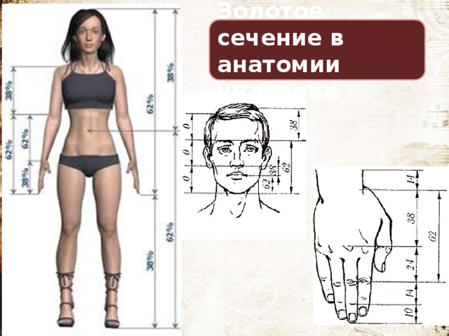 Золотое сечение в анатомии человека 