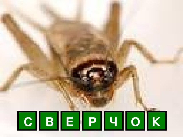 С В Е Р Ч О К 
