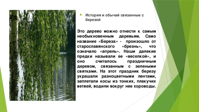 История и обычай связанные с березой Это дерево можно отнести к самым необыкновенным деревьям. Само название «Береза» - произошло от старославянского «брезнь», что означало «апрель».  Наши далекие предки называли ее «веселкой», и оно считалось праздничным деревом, связанным с зелеными святками. На этот праздник березу украшали разноцветными лентами, заплетали косы из тонких, плакучих ветвей, водили вокруг нее хороводы.    