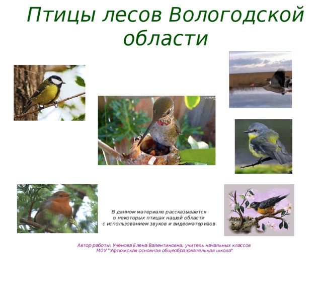 Птицы лесов Вологодской области В данном материале рассказывается о некоторых птицах нашей области с использованием звуков и видеоматериаов. Автор работы: Учёнова Елена Валентиновна, учитель начальных классов МОУ 