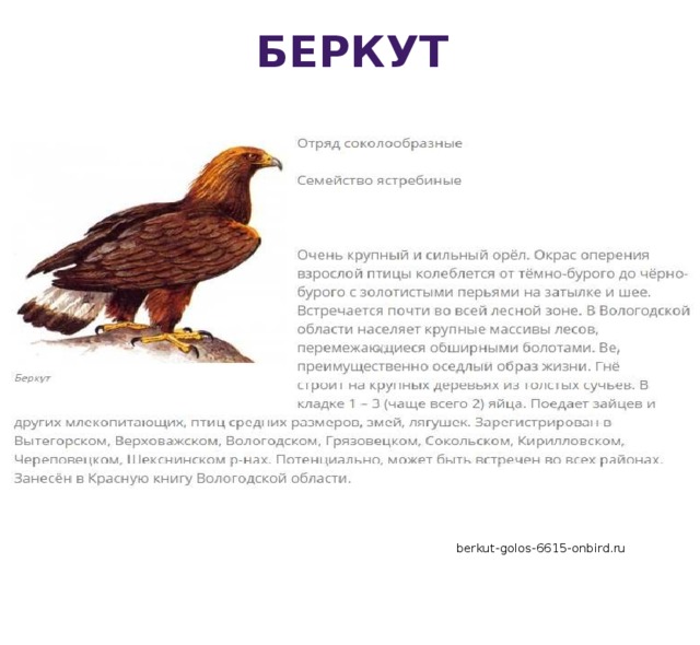 беркут berkut-golos-6615-onbird.ru 