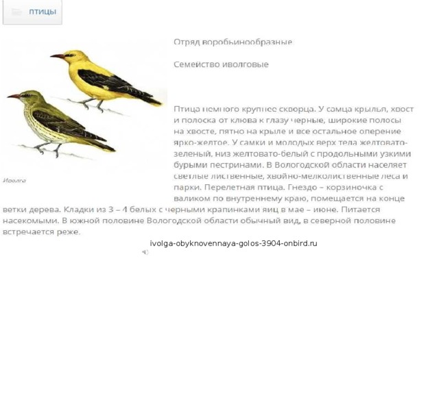 ivolga-obyknovennaya-golos-3904-onbird.ru 