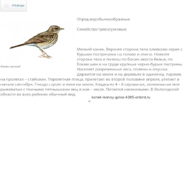konek-lesnoy-golos-4385-onbird.ru 
