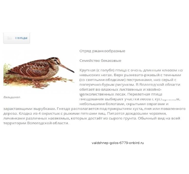 valdshnep-golos-6779-onbird.ru 