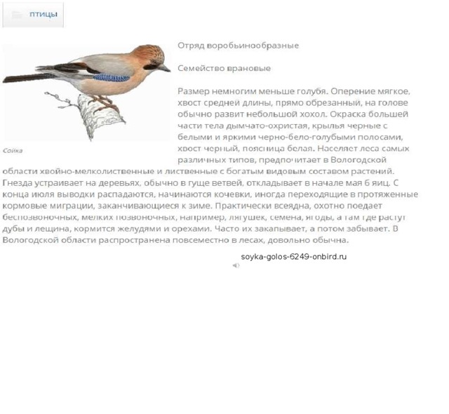soyka-golos-6249-onbird.ru 