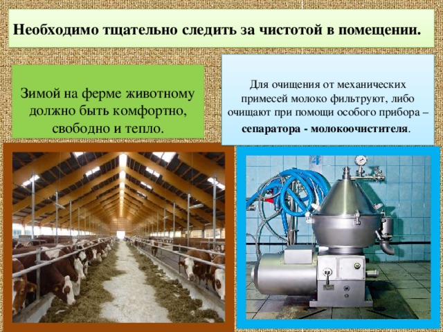 Необходимо тщательно следить за чистотой в помещении. Для очищения от механических примесей молоко фильтруют, либо очищают при помощи особого прибора – сепаратора - молокоочистителя .  Зимой на ферме животному должно быть комфортно, свободно и тепло. 