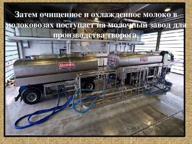 Затем очищенное и охлажденное молоко в молоковозах поступает на молочный завод для производства творога. 
