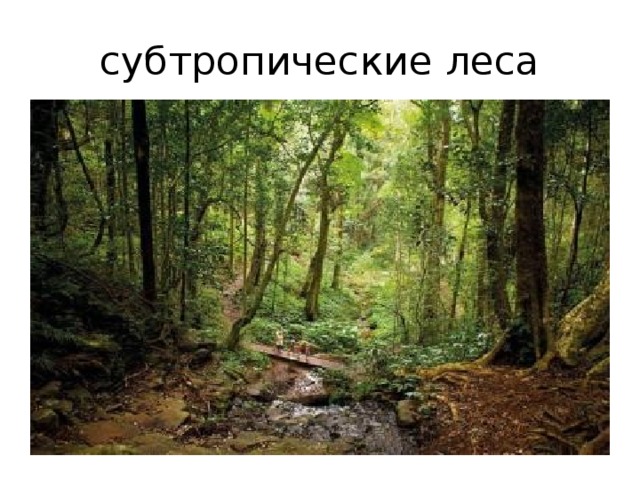 субтропические леса 