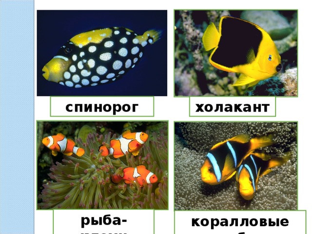 спинорог холакант рыба-клоун коралловые рыбки 