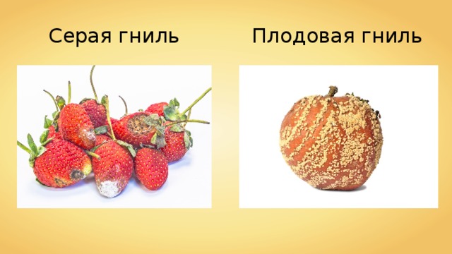 Серая гниль Плодовая гниль 