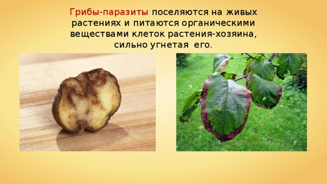 Грибы-паразиты поселяются на живых растениях и питаются органическими веществами клеток растения-хозяина, сильно угнетая его. 