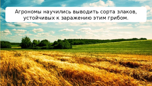 Агрономы научились выводить сорта злаков, устойчивых к заражению этим грибом. 