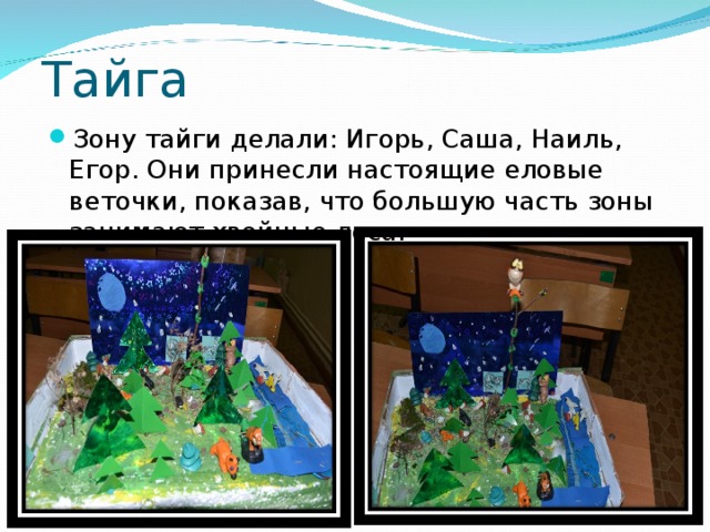 Тайга Зону тайги делали: Игорь, Саша, Наиль, Егор. Они принесли настоящие еловые веточки, показав, что большую часть зоны занимают хвойные леса. 