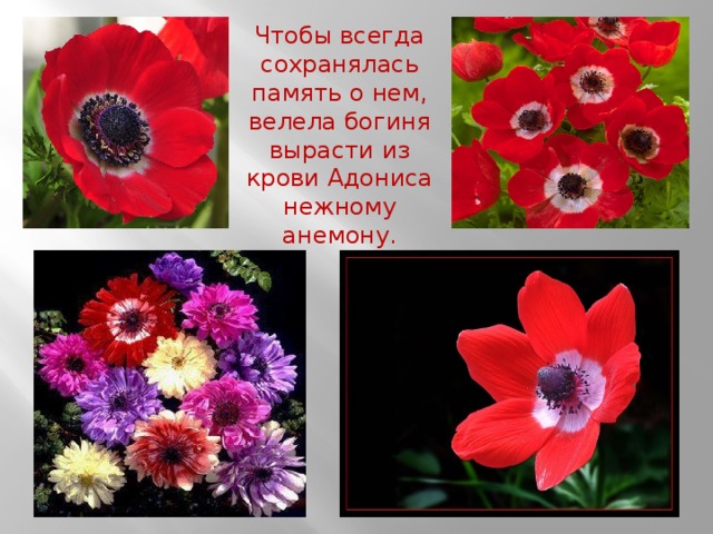Чтобы всегда сохранялась память о нем, велела богиня вырасти из крови Адониса нежному анемону. 