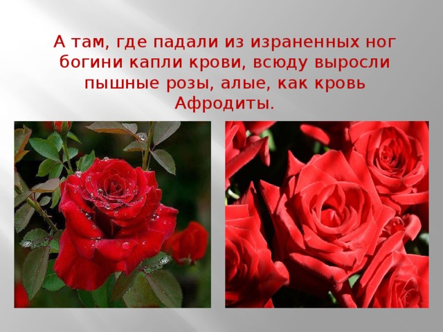 А там, где падали из израненных ног богини капли крови, всюду выросли пышные розы, алые, как кровь Афродиты.   