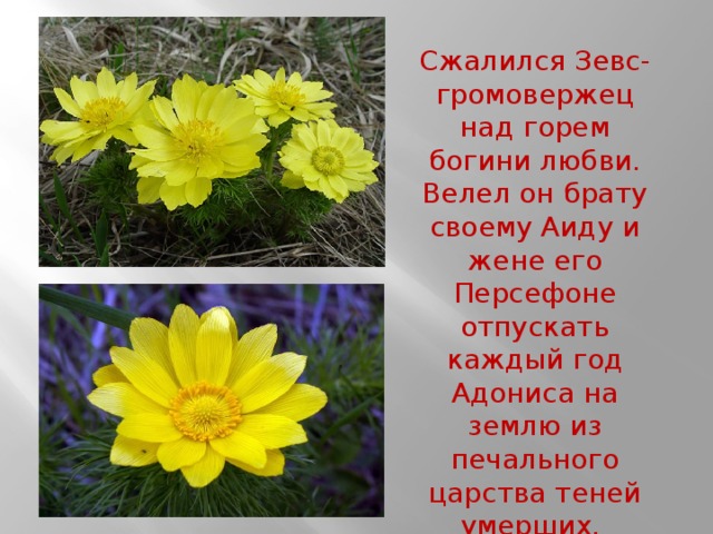 Сжалился Зевс-громовержец над горем богини любви. Велел он брату своему Аиду и жене его Персефоне отпускать каждый год Адониса на землю из печального царства теней умерших. 