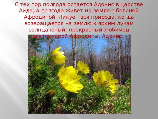С тех пор полгода остается Адонис в царстве Аида, а полгода живет на земле с богиней Афродитой. Ликует вся природа, когда возвращается на землю к ярким лучам солнца юный, прекрасный любимец златокудрой Афродиты, Адонис. 