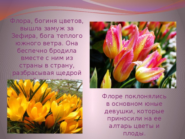 Флора, богиня цветов, вышла замуж за Зефира, бога теплого южного ветра. Она беспечно бродила вместе с ним из страны в страну, разбрасывая щедрой рукой свои дары. Флоре поклонялись в основном юные девушки, которые приносили на ее алтарь цветы и плоды. 
