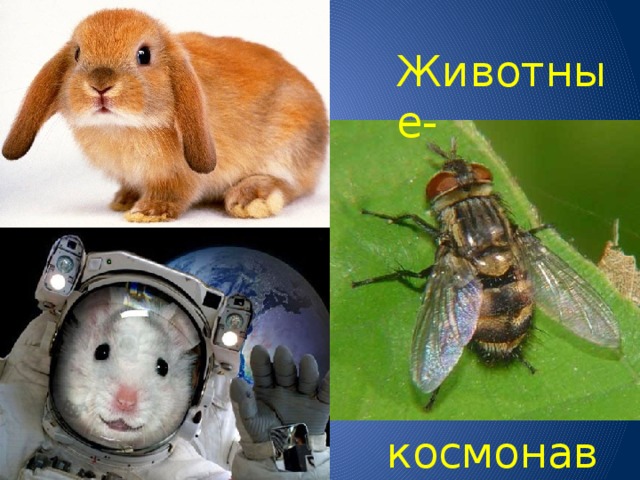 Животные- космонавты 