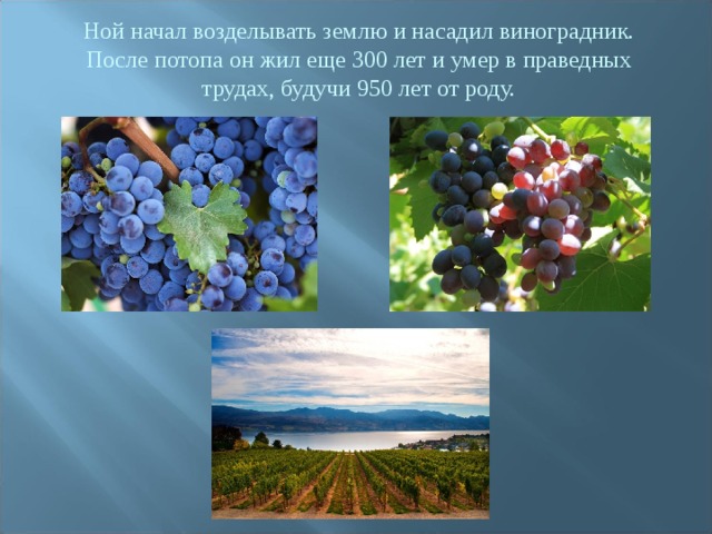 Ной начал возделывать землю и насадил виноградник. После потопа он жил еще 300 лет и умер в праведных трудах, будучи 950 лет от роду. 